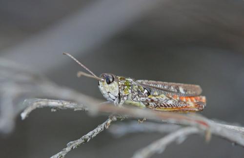 Myrmeleotettix maculatus maculatus